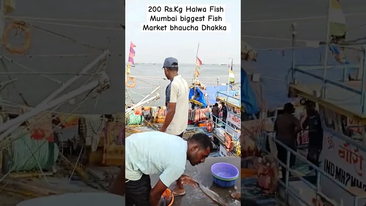 Mumbai biggest wholesale Fish Market Bhaucha Dhakka #fishmarket #shortvideo