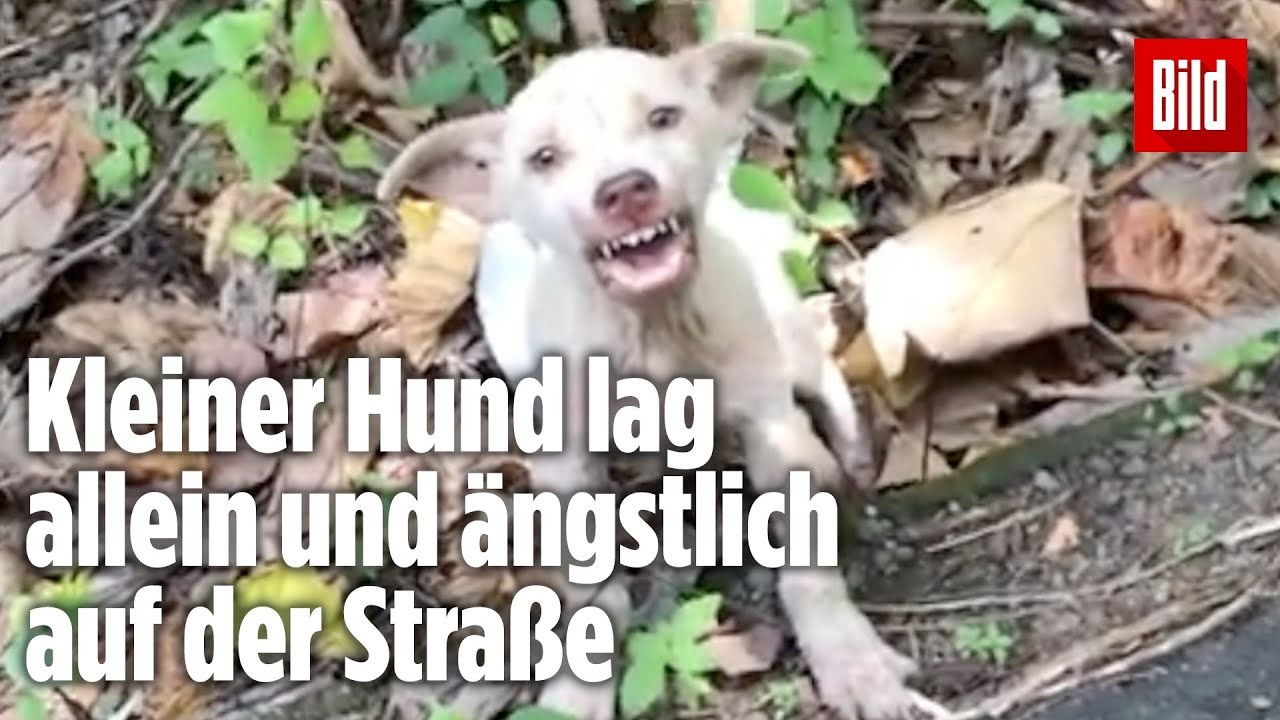 Verlassener Welpe vom Stra&szlig;enrand gerettet: Murphy hat endlich ein Zuhause