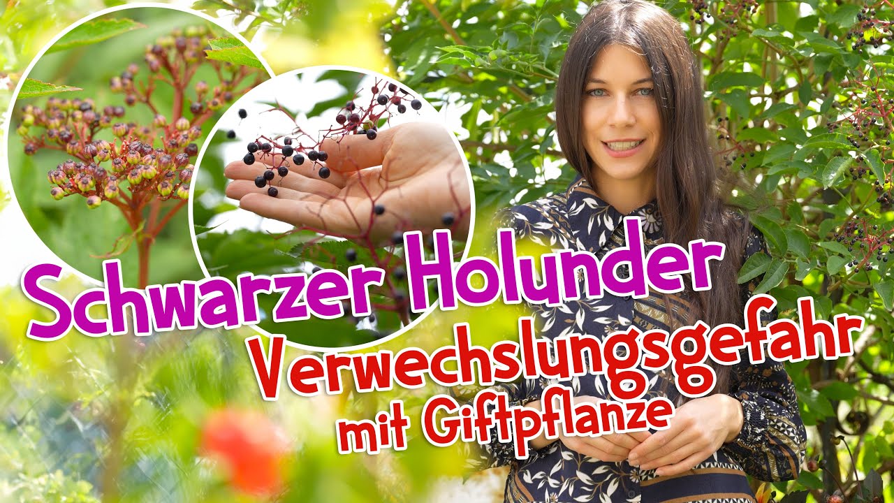 Schwarzer Holunder erkennen & sammeln ⚠️ Verwechslungsgefahr mit Giftpflanze #wildkräuter