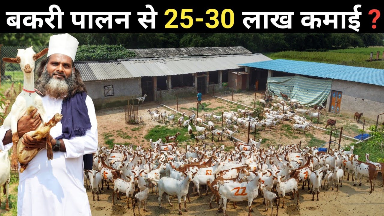 डॉक्टर साहब की बरबरी बकरी फैक्ट्री | Goat Farming | Barbari Goat Farm