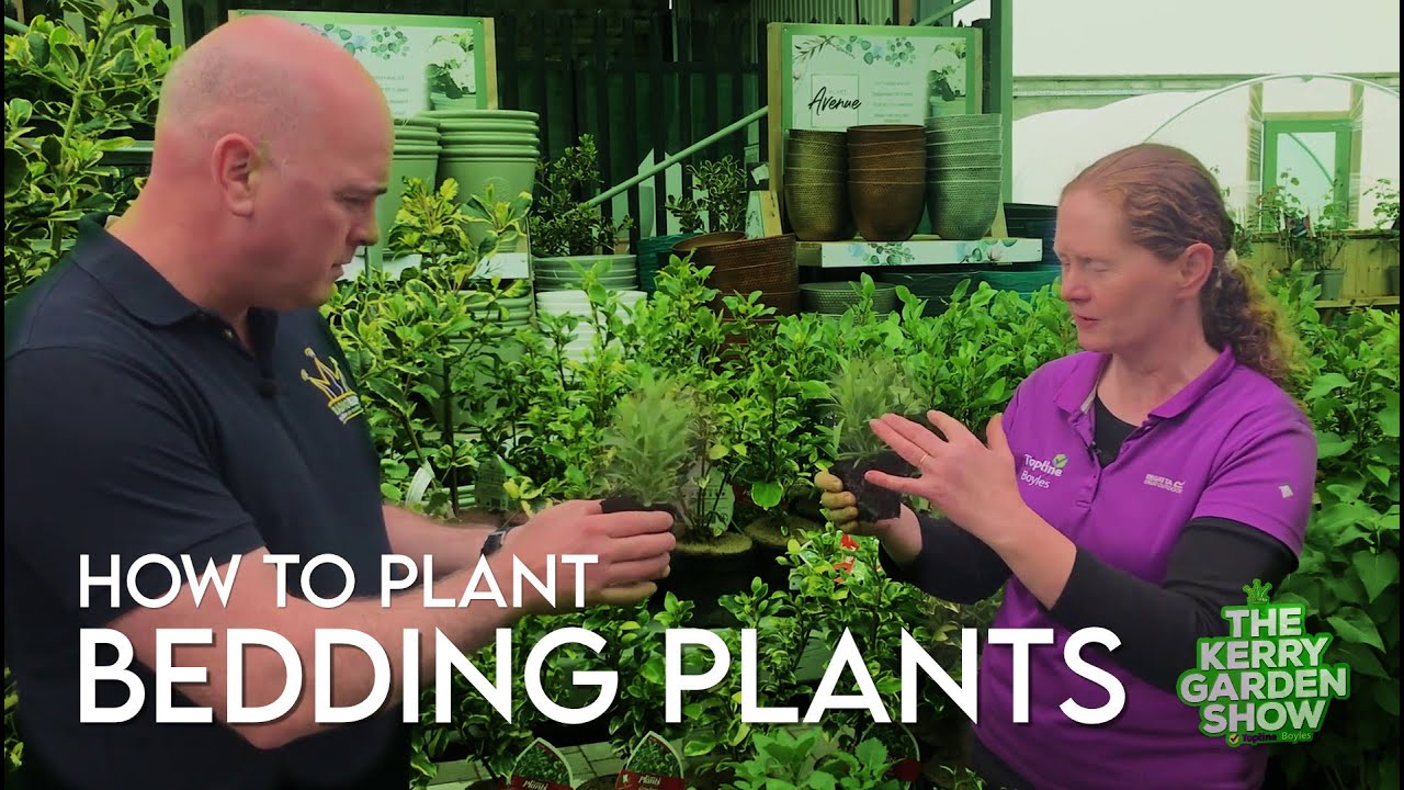How to plant Bedding Plants | The Kerry garden Show