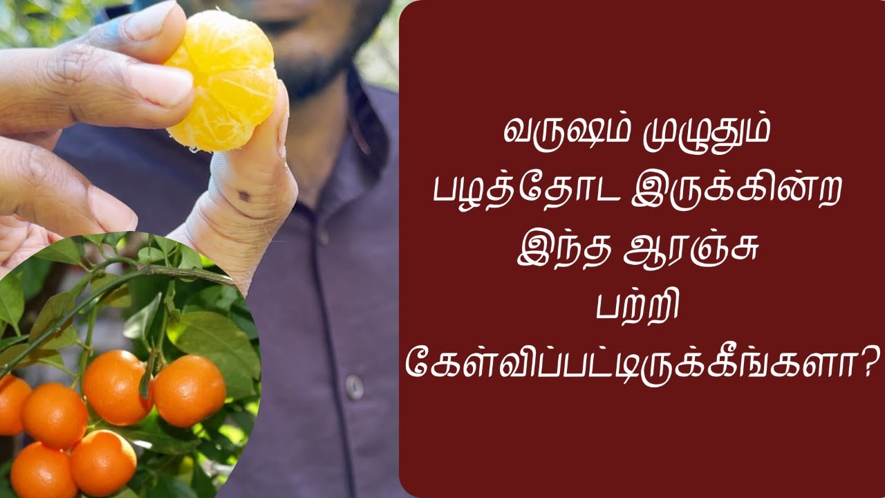 இந்த ஒரு பழத்தை வெச்சு நாலுபேருக்கு ஜூஸ் செய்யலாம்! | Bush Orange | Miniature Orange