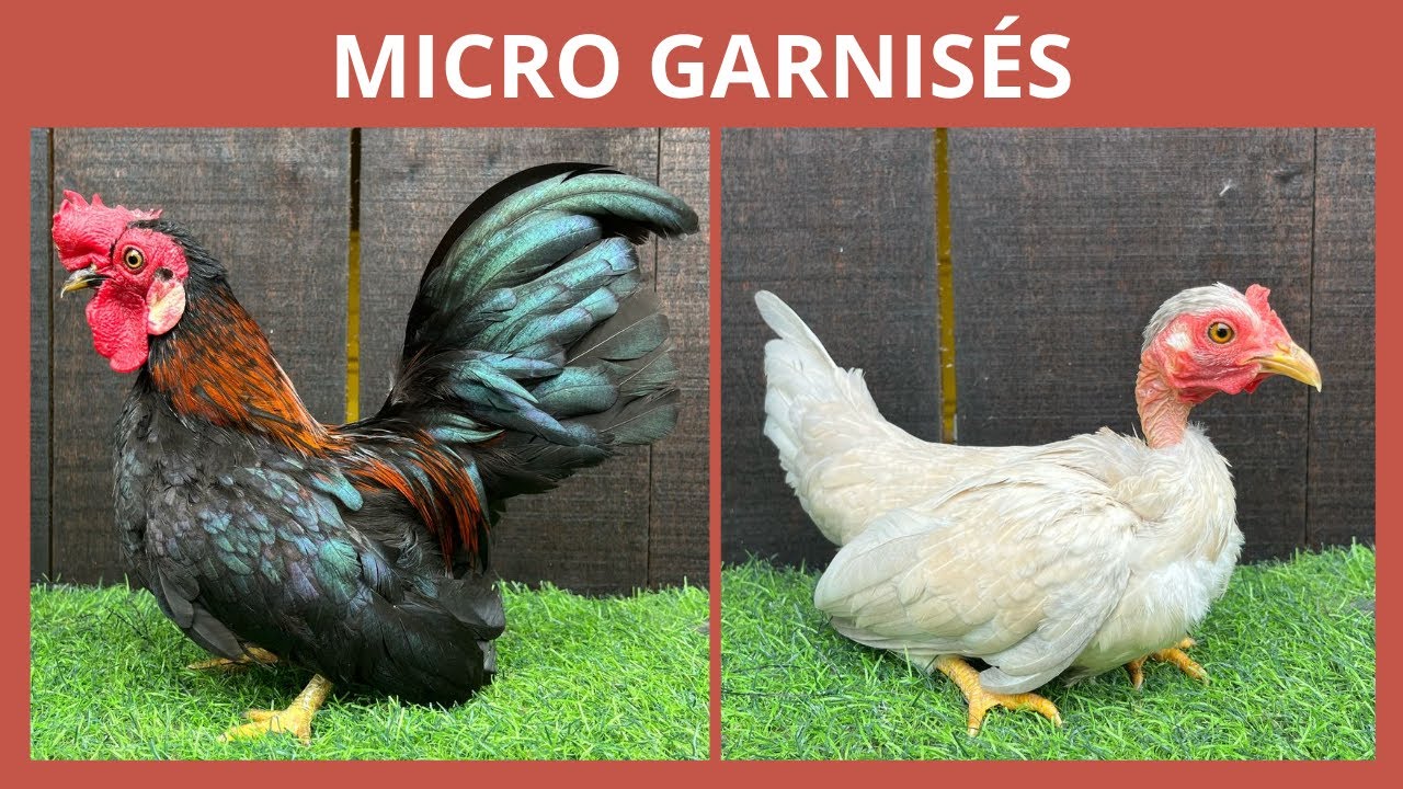 Aves que trouxemos da Chácara dos Garnisés | Coração Campeiro