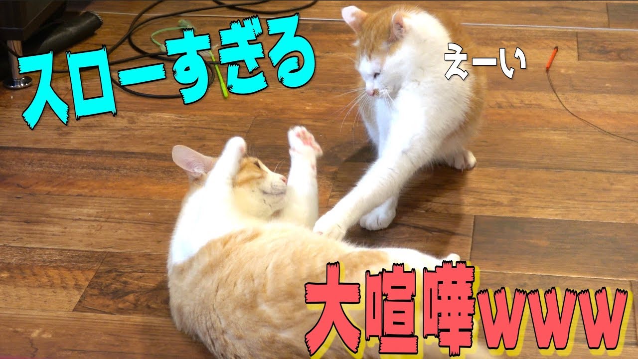 猫の喧嘩が超スローすぎてめちゃくちゃ可愛かったwww