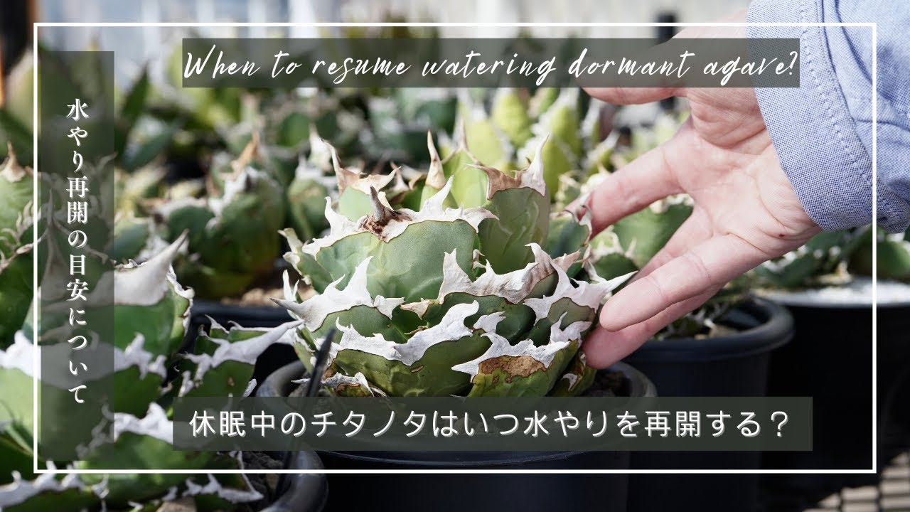 休眠中のチタノタはいつ水やりを再開する？