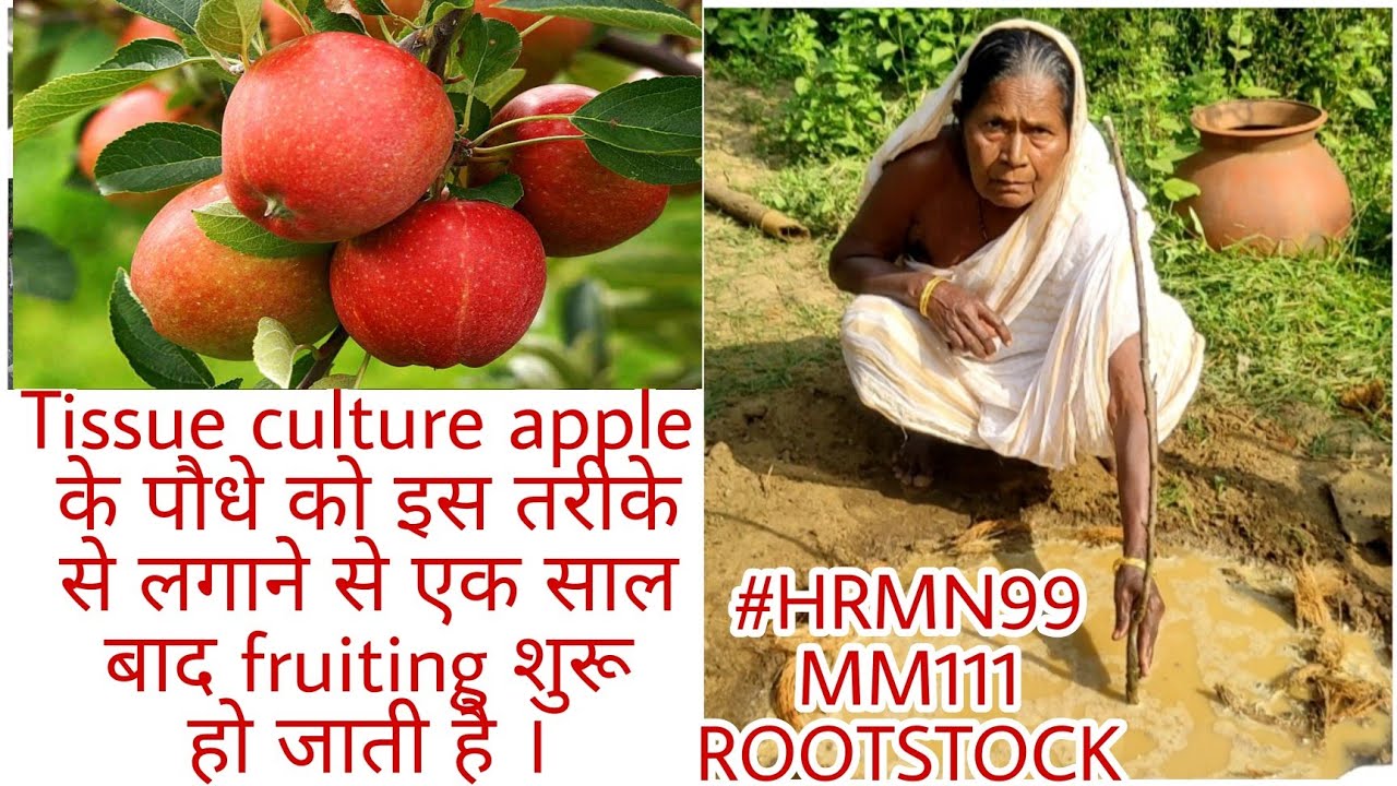 Tissue Culture सेब 🍎के पौधों को लगाने का सही तरीके l Plantation Of Tissue Culture Apple Plants