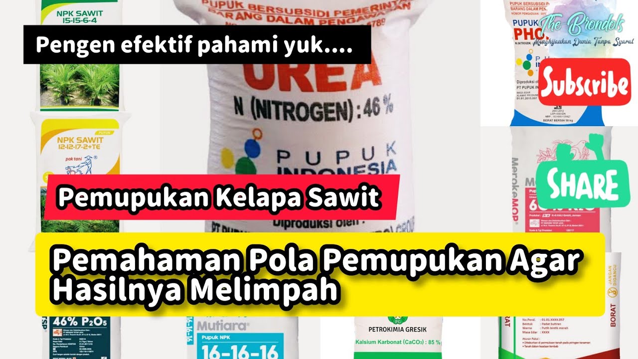 Pemahaman Dasar Pola Pemupukan Agar Hasilnya Melimpah