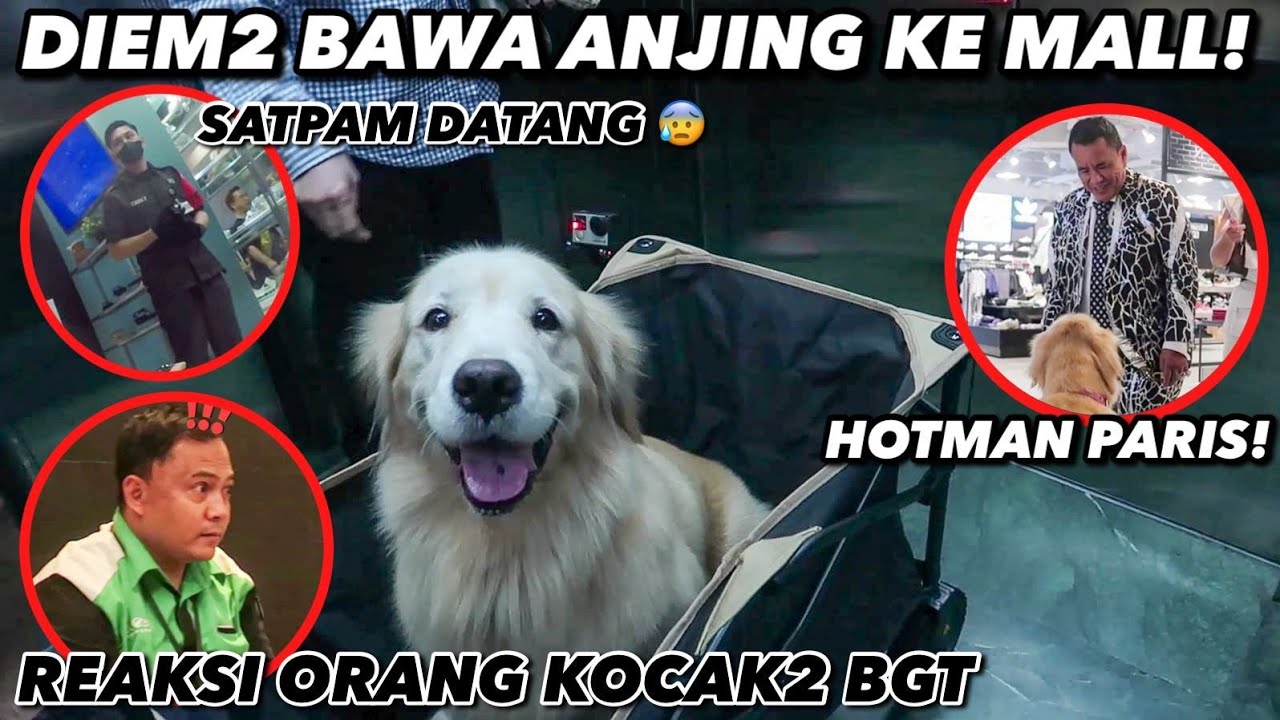 REAKSI ORANG2 LIHAT ANJING DI MALL 😂 BNYK YG KAGET 😳