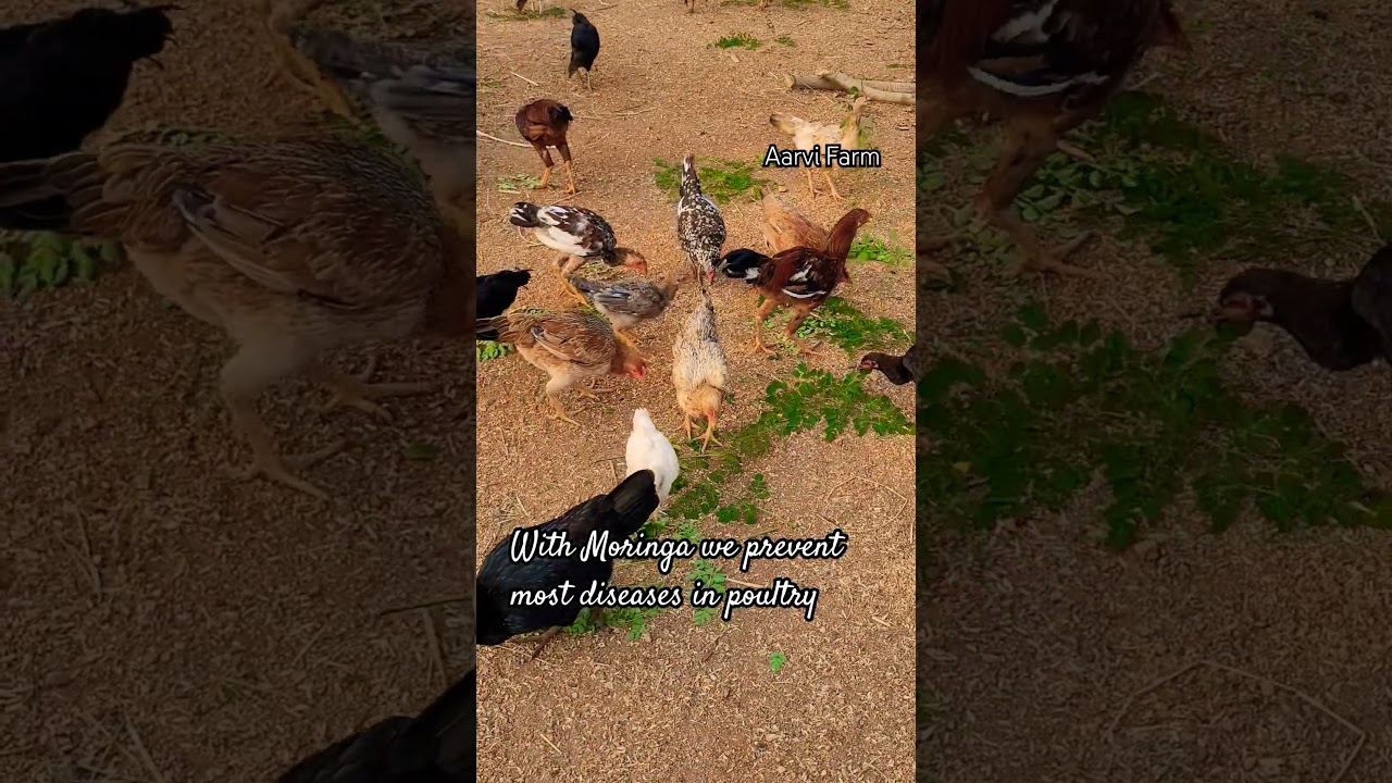 Moringa as feed to prevent diseases in Poultry and gain weight in Chickens. #moringa #feed #poultry