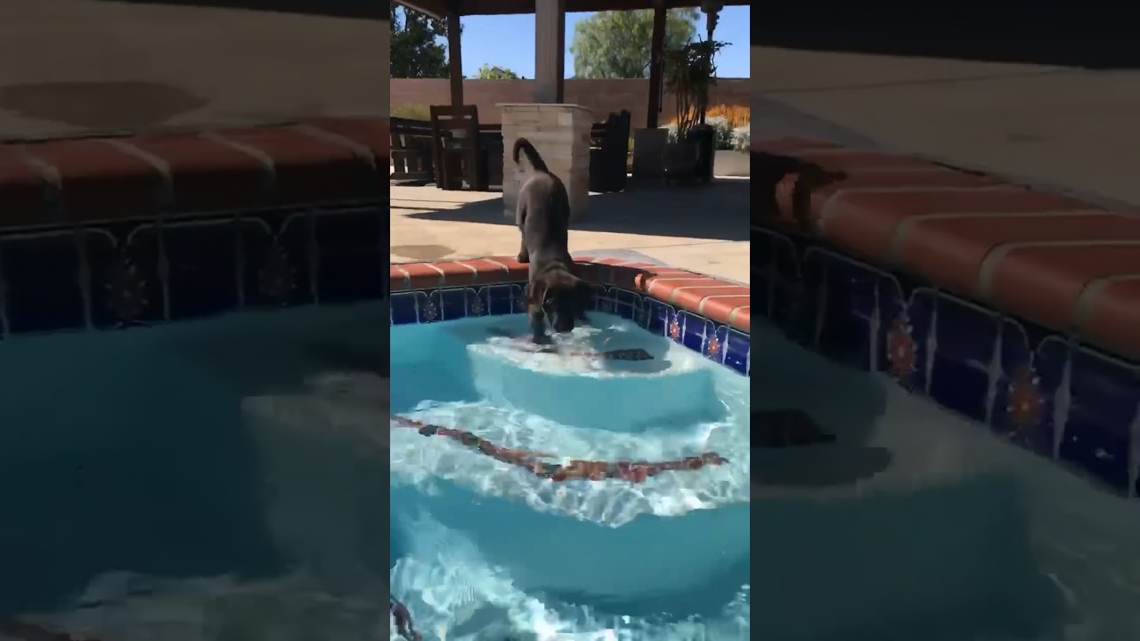 Do all dogs know how to swim?