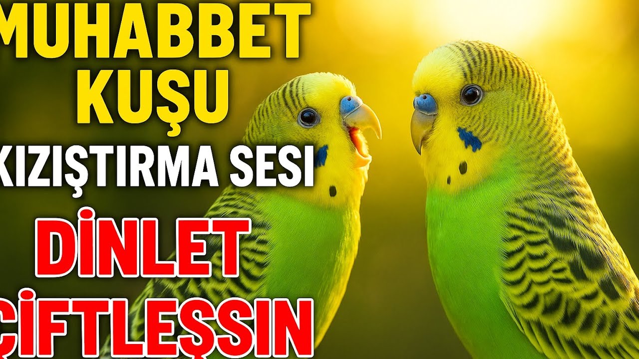 muhabbet kuşu kızıştırma sesi. muhabbet kuşu sesi. muhabbet kuşu çiftleşme sesi