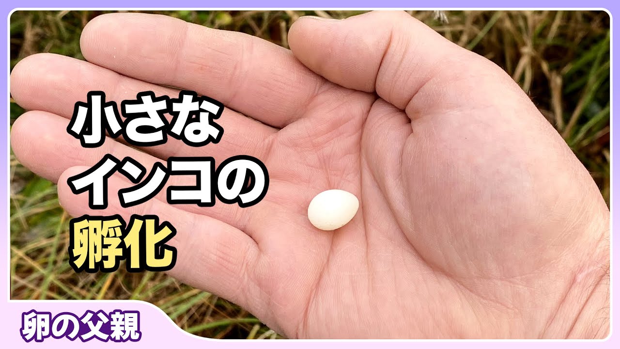 ペットショップで小さな卵を見つける