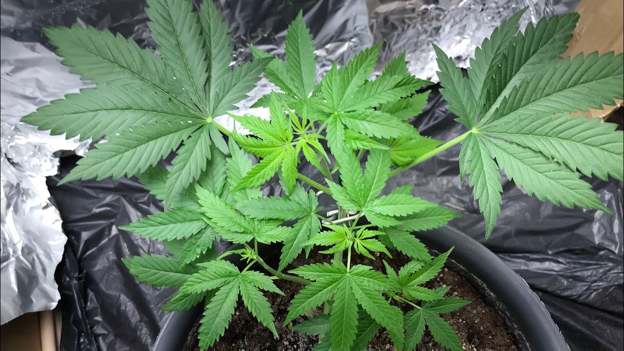 Purple Punch Auto Start flower from Royal Queen seeds done LST and Topping :)