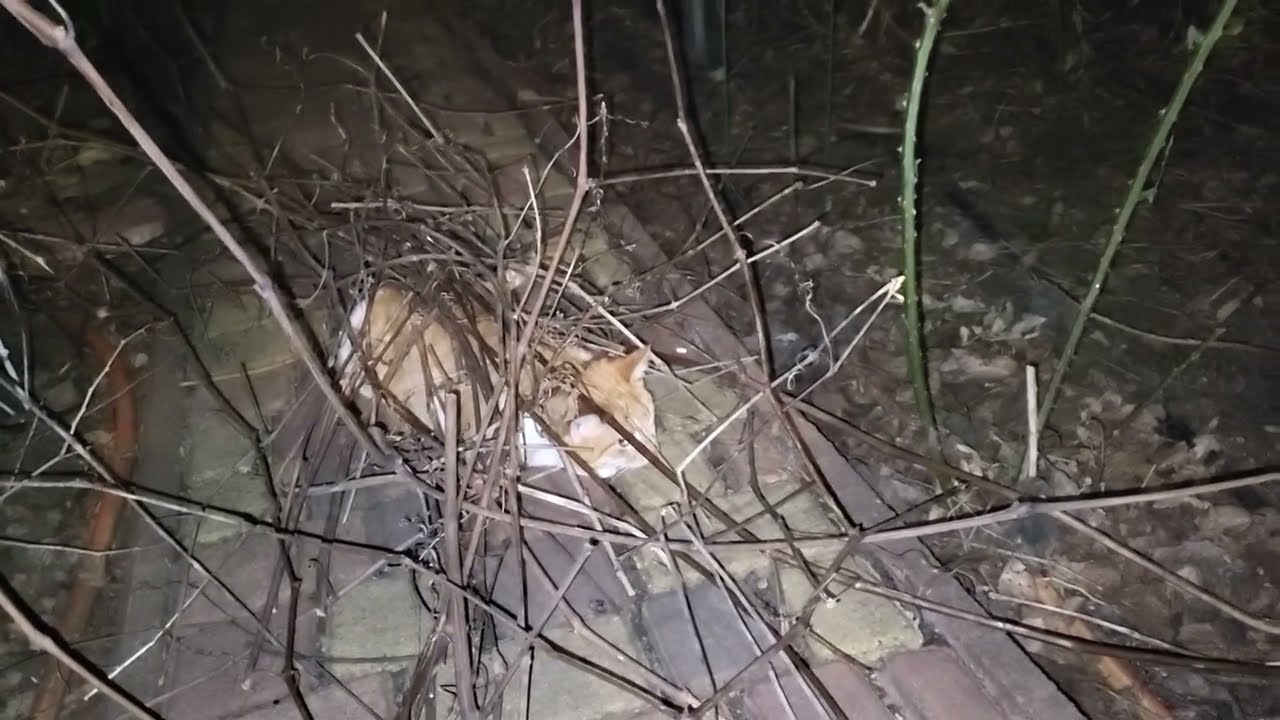 Кошка прячется под горой виноградной лозы. Cats hide under mounds of grape vines