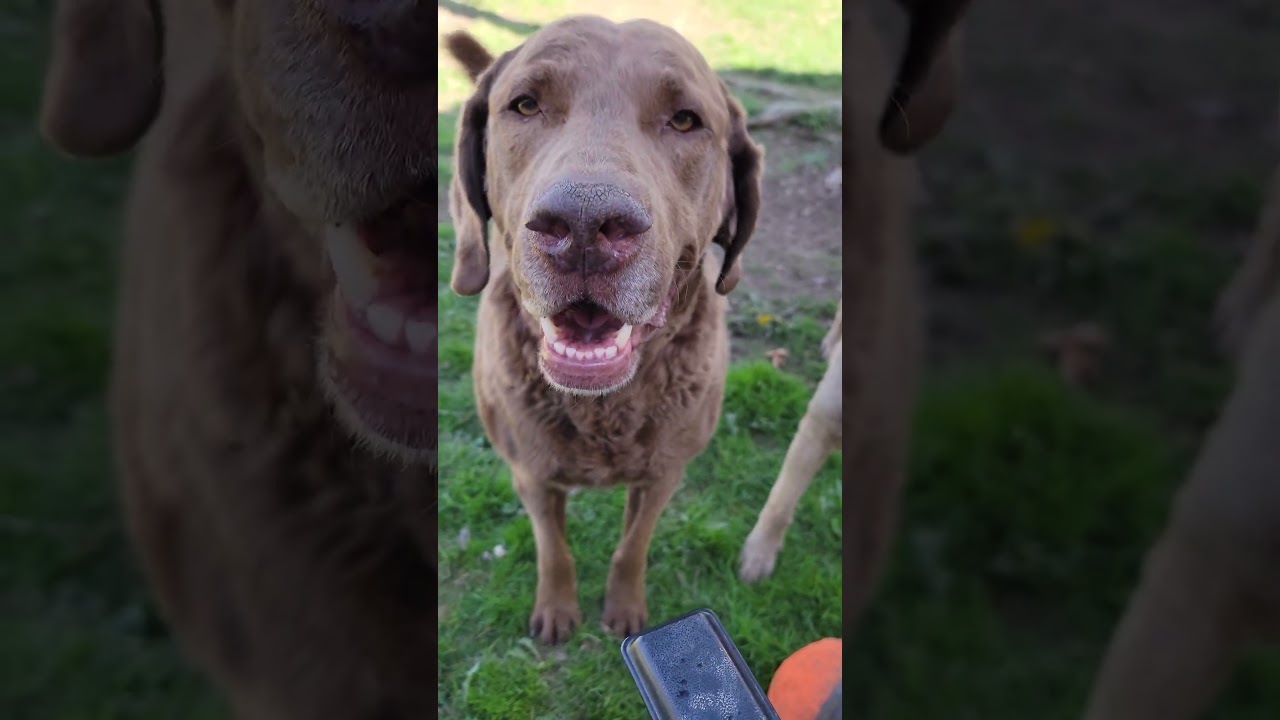 Demanding Chessie #chesapeakebayretriever #lifewithchessies