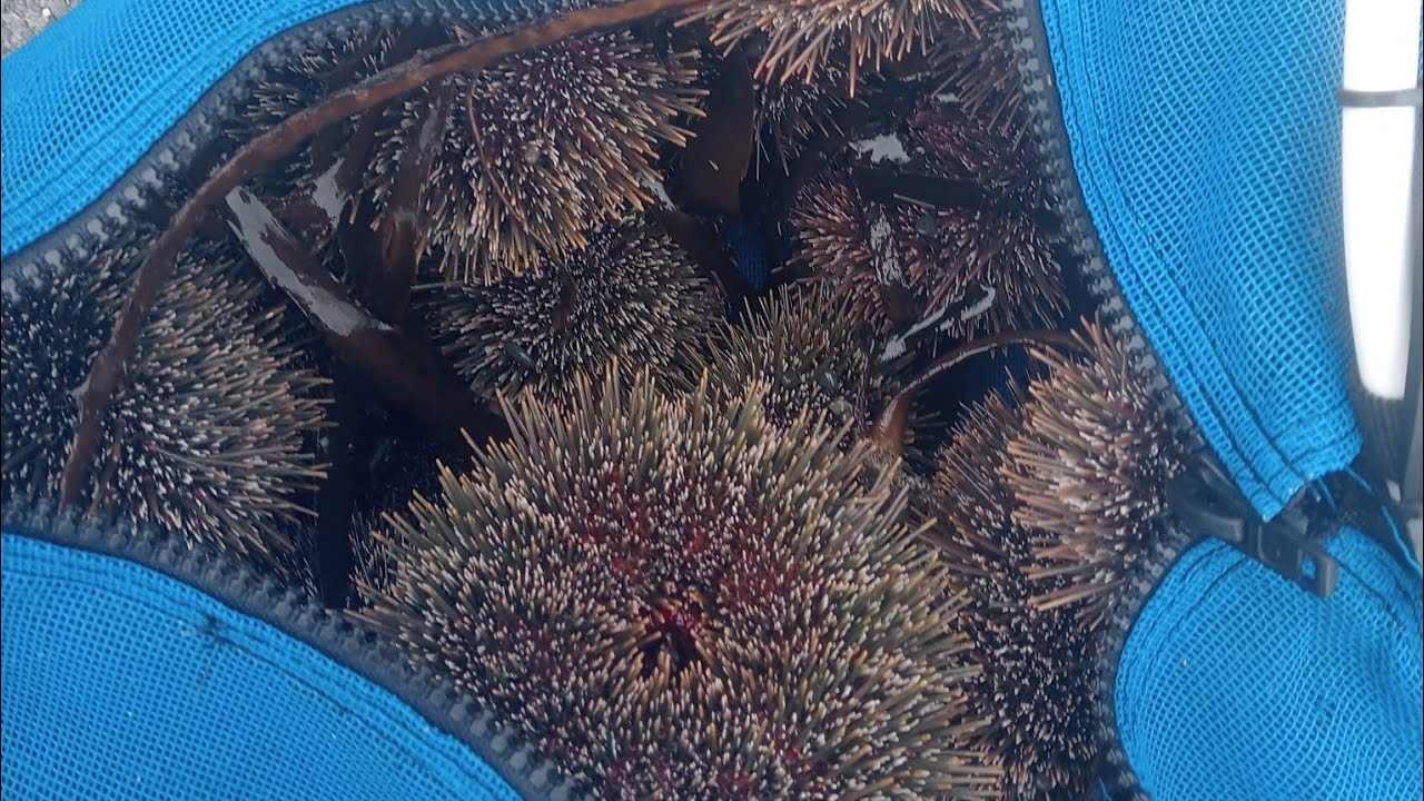 OVERNIGHT CAMPING/Seafood gather in KAIKOURA,NZ