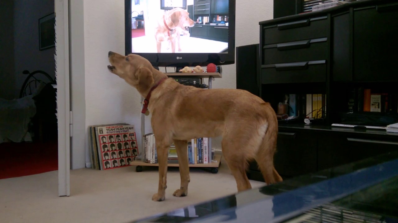 Lucy jault wie ein Wolf wegen Hund im Video und sieht sich selbst dabei belltypen