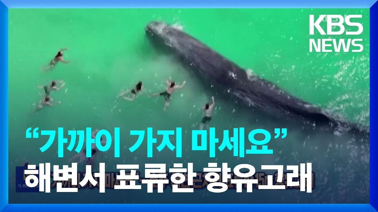 &ldquo;가까이 가지 마세요&rdquo;&hellip;호주 해변 근처서 표류한 15m 향유고래 [잇슈 SNS] / KBS  2023.12.12.