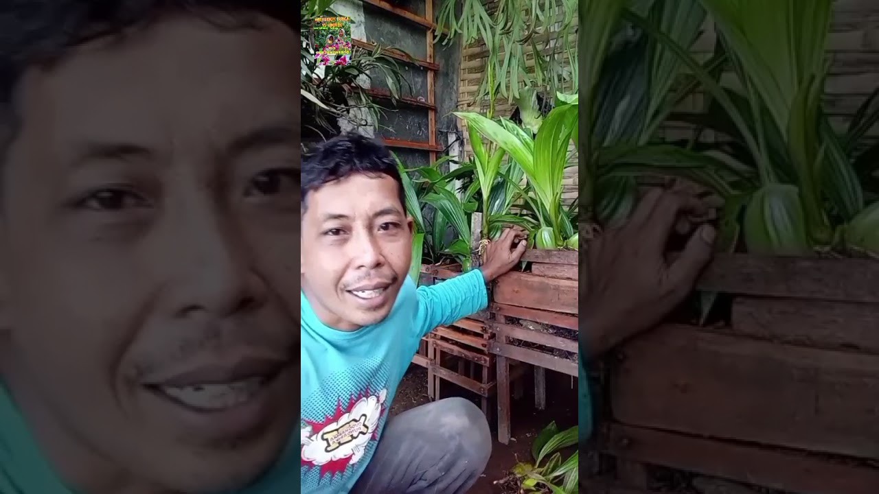 Anggrek #sp kalimantan cologen panduràta 