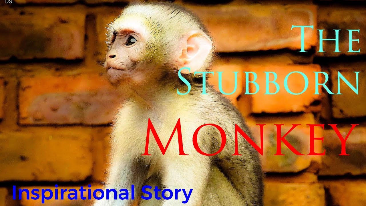 The Stubborn Monkey | Motivational Video | Inspirational story | Morning quotes