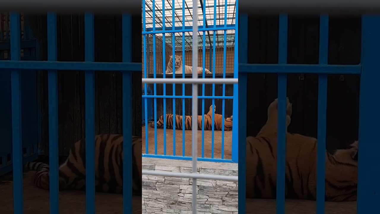 папа тигр