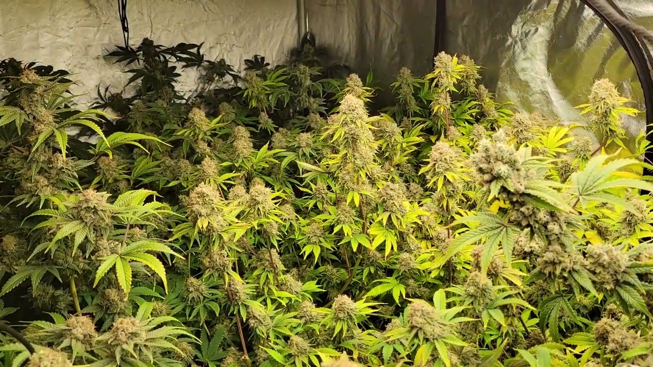 Strawberry Cough 🍓 Grow - Week 9 Flower 🌼