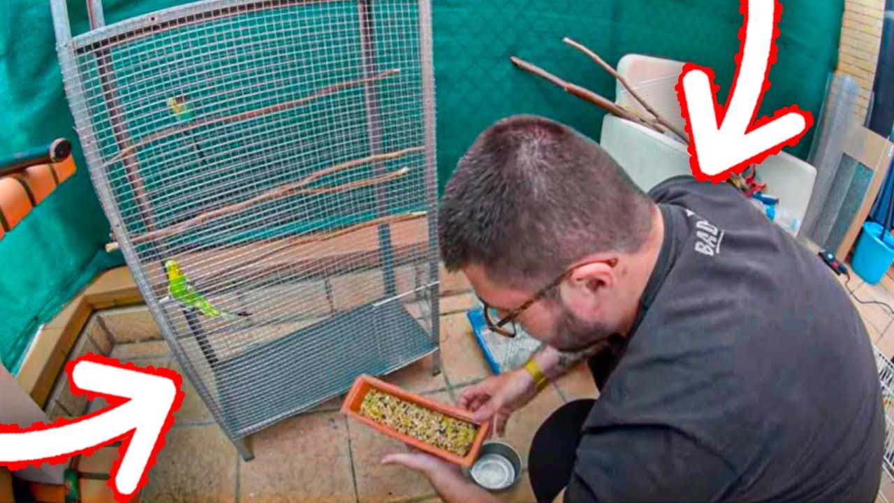 COMO HACER UNA VOLADERA CASERA PARA PAJAROS