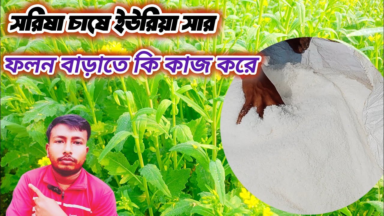 সরিষা চাষে ইউরিয়া সার  ফলন বাড়াতে কিভাবে কাজ করে 