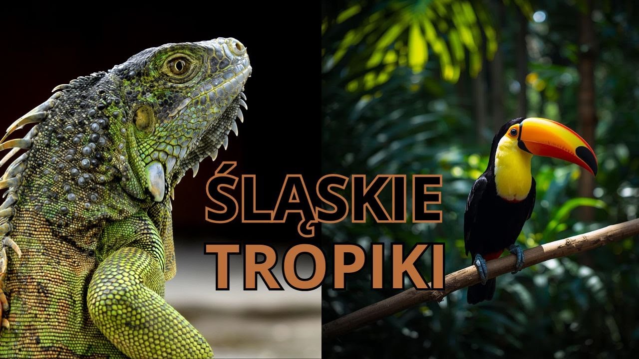 Śląskie tropiki - Wspaniałe EGZOTARIUM W Sosnowcu
