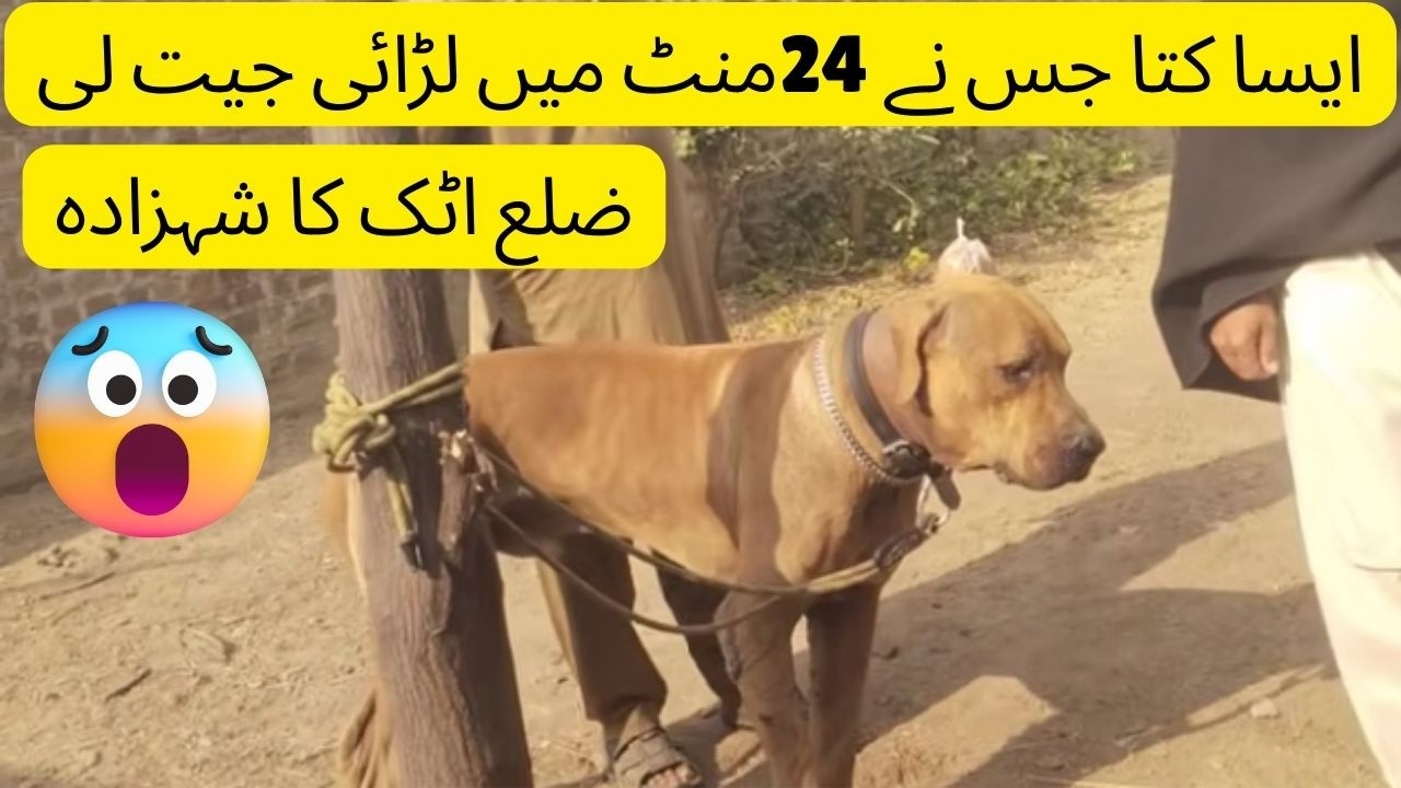 Attock Dog Visit Vlog | Pets Farm #dog #new #newdog #puppy #attock