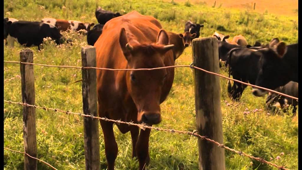 Ngā Ingoa o Ngā Waahi i Waitomo - Place Names within Waitomo Part 1
