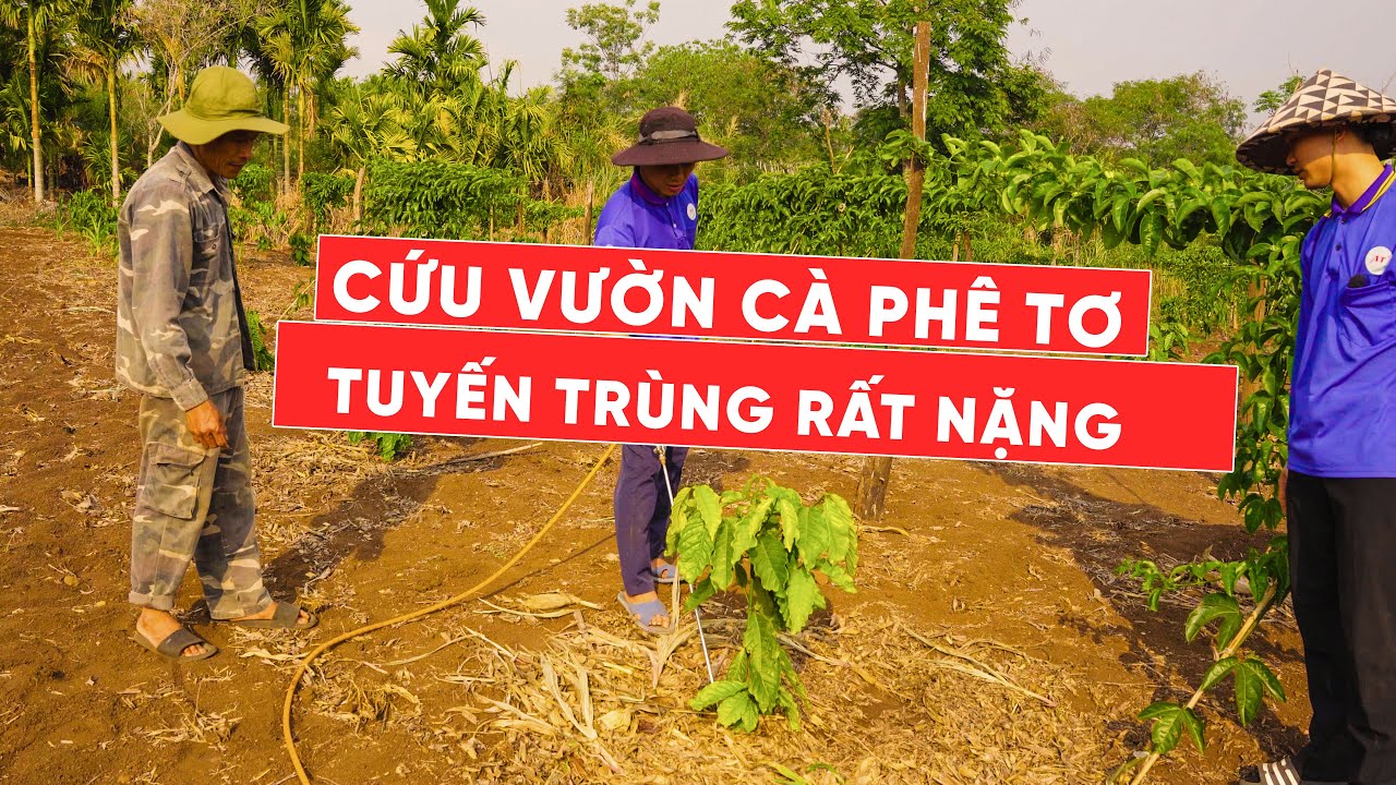 Tập 3: Vườn Điểm AT | Cứu vườn CÀ PHÊ tơ tuyến trùng, vàng lá, thối rễ.