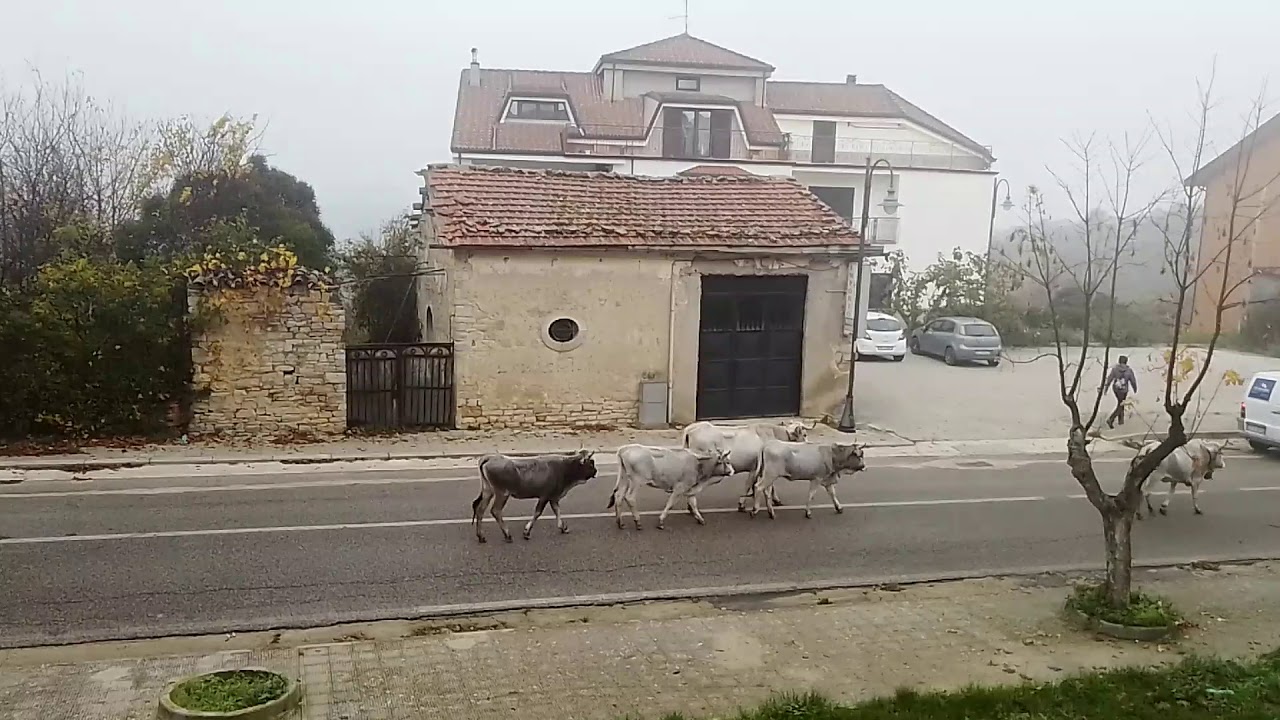 La Transumanza in alta Irpinia