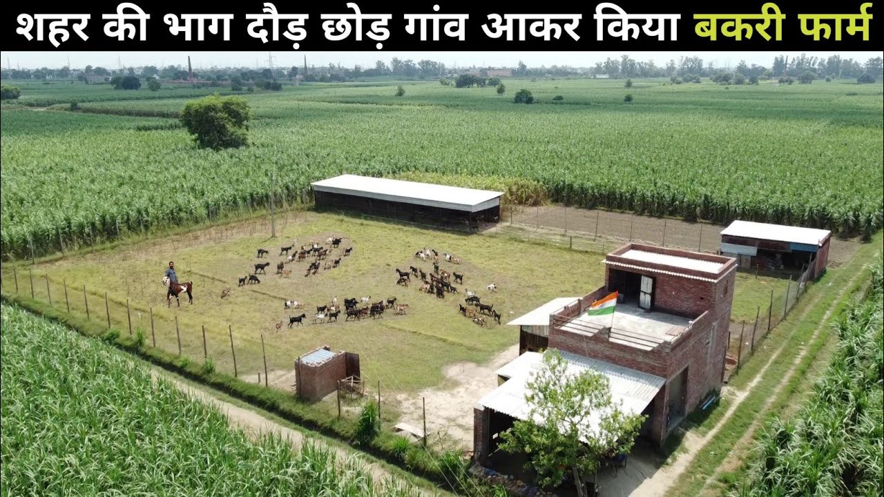 ऐसा खेतों के बीच बना शानदार Goat Farm नहीं देखा होगा | Goat Farm Tour