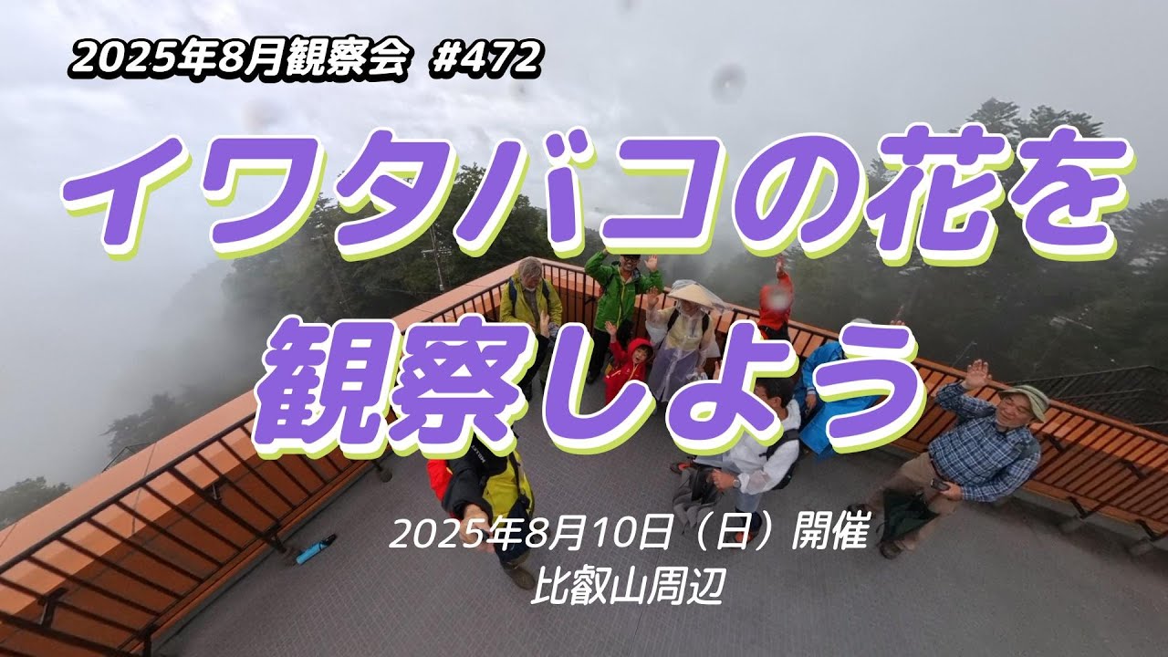 【観察会】2025年8月観察会「イワタバコの花を観察しよう」（比叡山周辺）