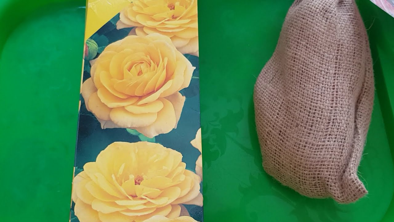 Покупка и посадка роз зимой. Розы из коробок. Сажать или хранить до весны.