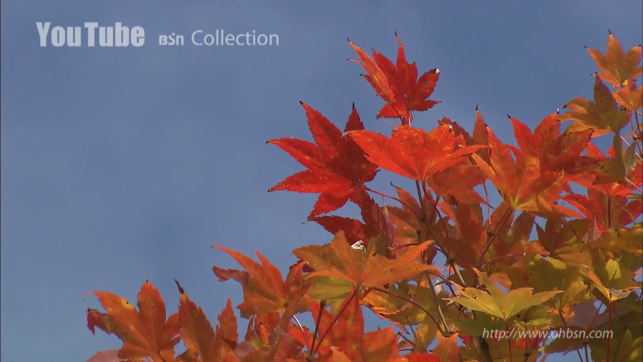 BSN Collection「NIIGATA」篇