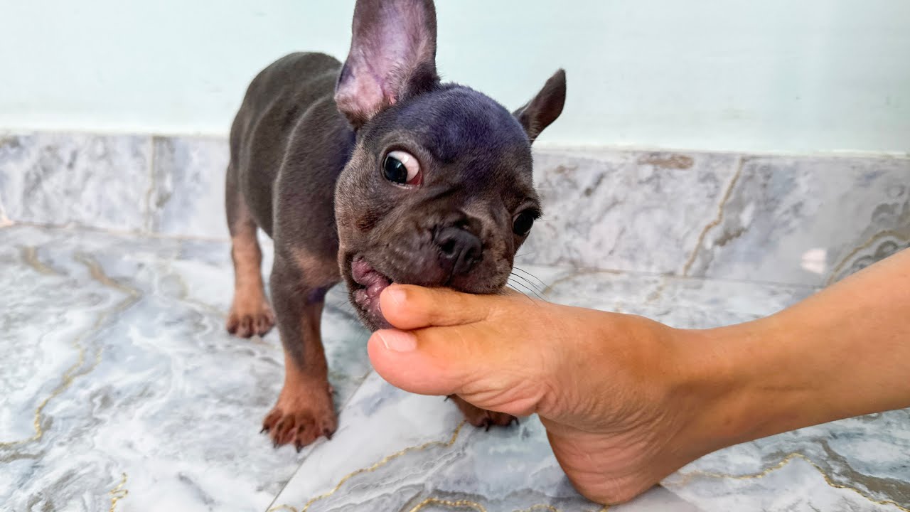 Dog Mun made a sound of apology for biting mother's leg