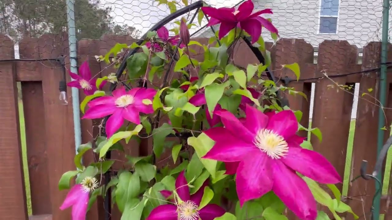 5 Min Indoor Zen: Peaceful Garden Scenery to Relax & Sleep