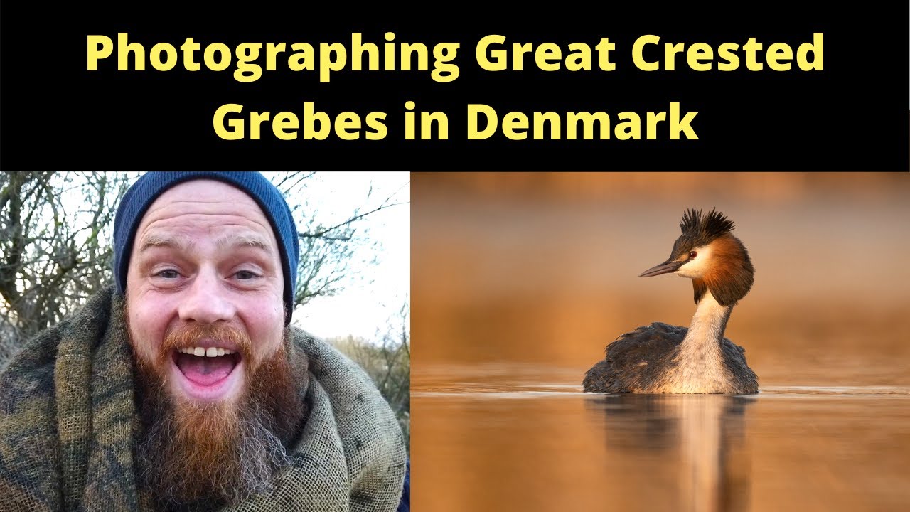 PHOTOGRAPHING GREAT CRESTED GREBES IN DENMARK - BIRD PHOTOGRAPHY TIPS (2021)