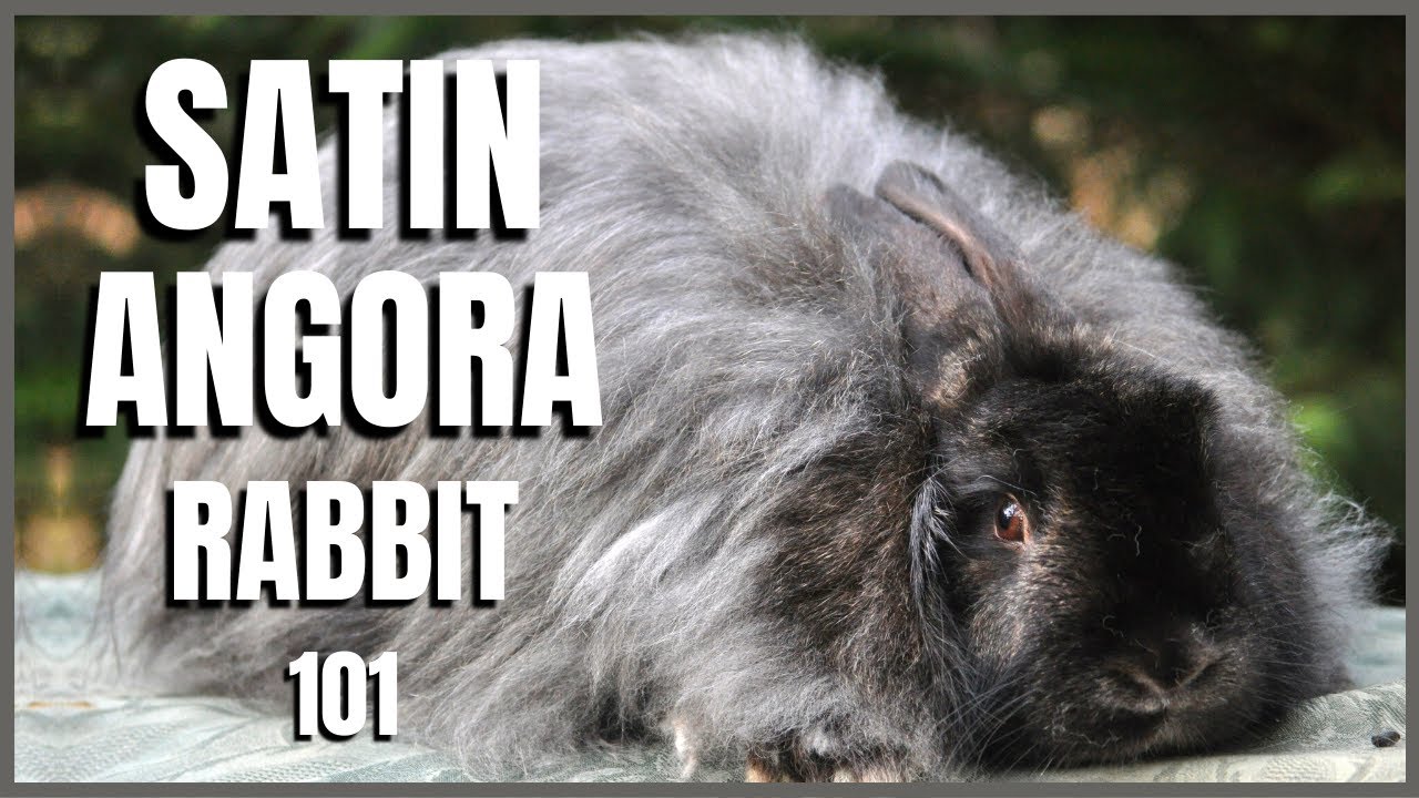 Satin Angora 101