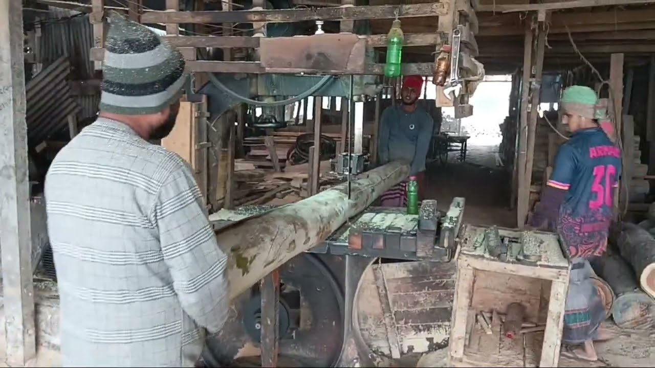কালেক্টর গাছ কাটা হচ্ছে ৩+২=১৩ ফিট পাইর কাটবো 