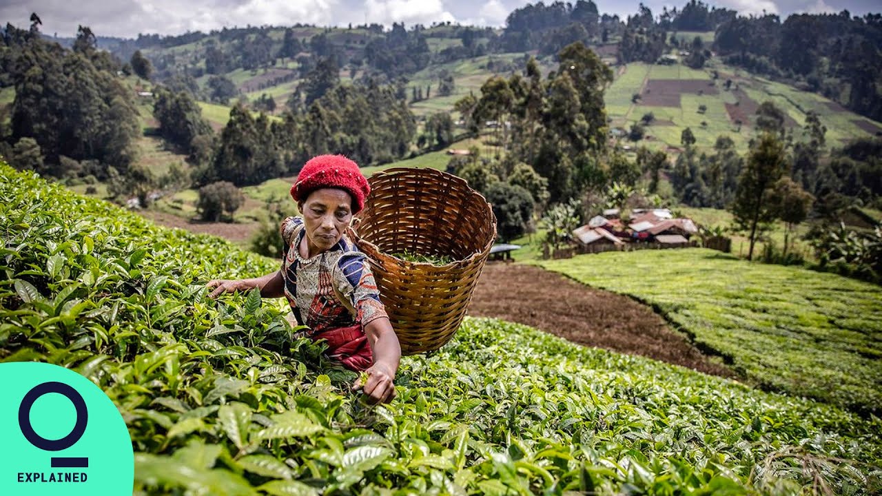 The Business of Kenyan Tea Farmers