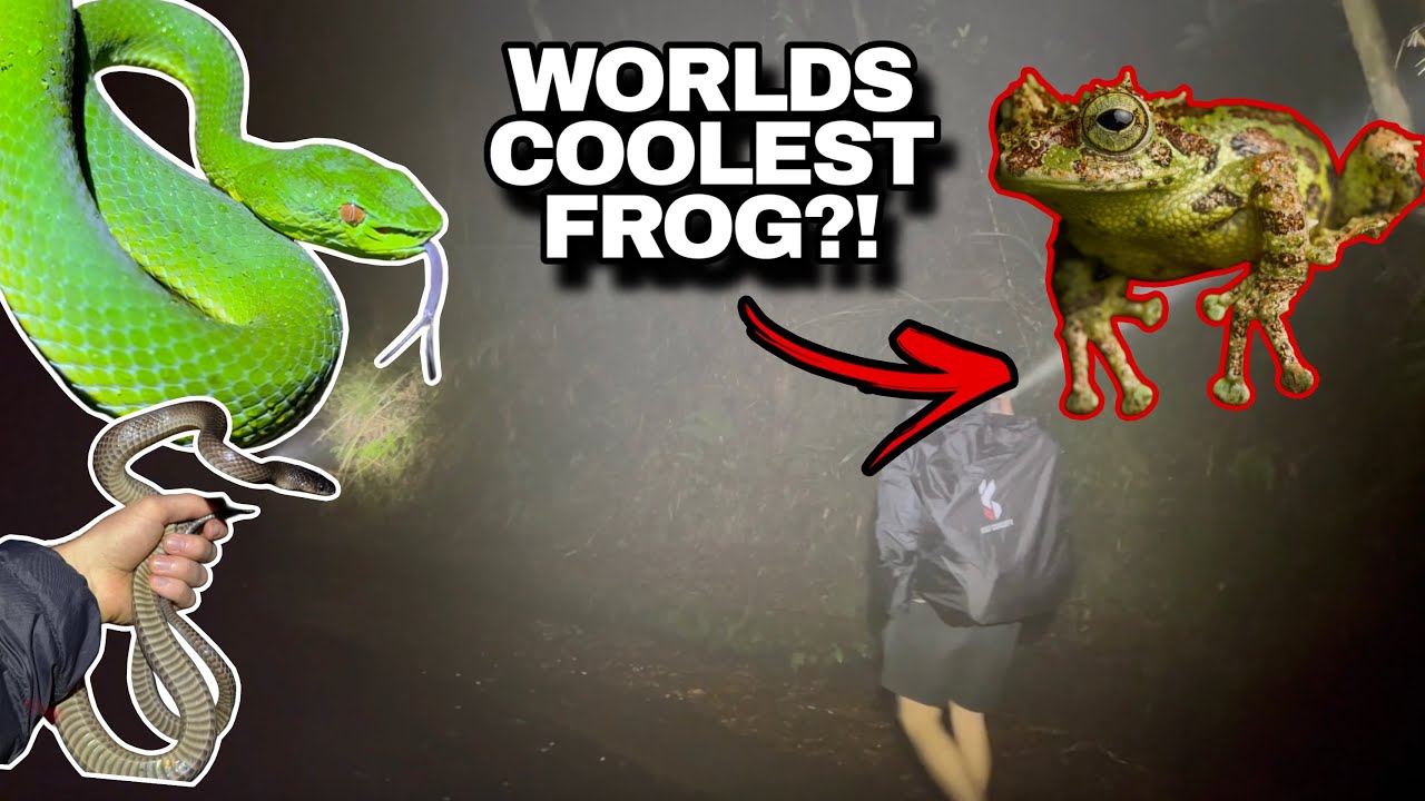 IS THIS THE WORLDS COOLEST FROG?! Herping Mount Kinabalu, Borneo