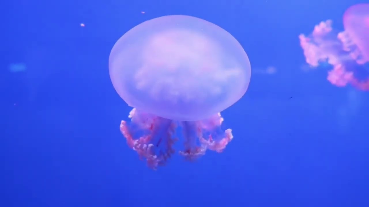 1 Hora de RELAJACIÓN PROFUNDA Bajo el Mar 🌊 Medusas Hipnóticas + Música Ambient.🪼