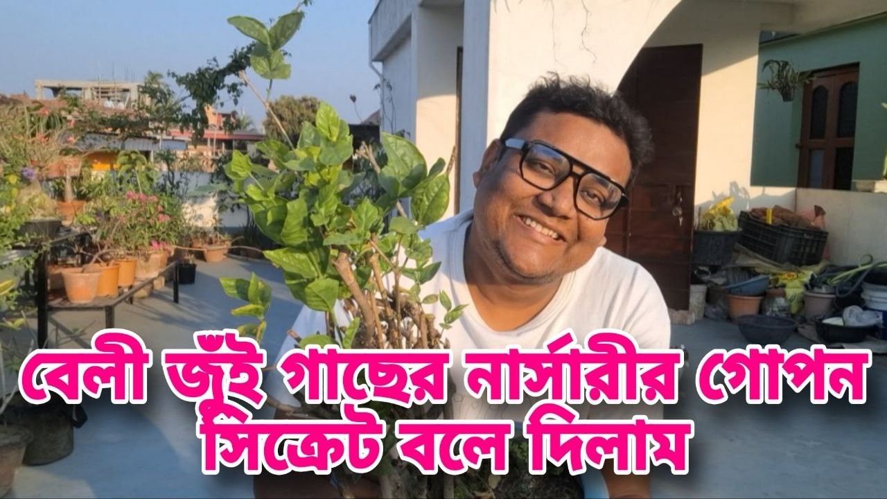 বেলি জুঁই গাছে ফুলের বন্যা নামাতে এই কাজ করুন এখুনি | Jasmine & Mogra plant care in summer |