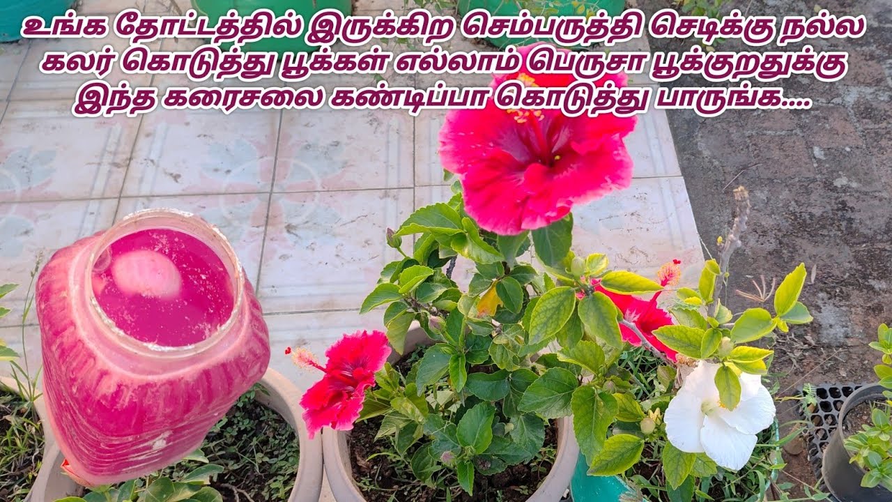 நீங்க ஆசையா வளக்குற செம்பருத்தி செடியில் நிறைய பூக்கள்,கலர்ஃபுல்லா இருக்க இந்த கரைசலை கொடுங்க 