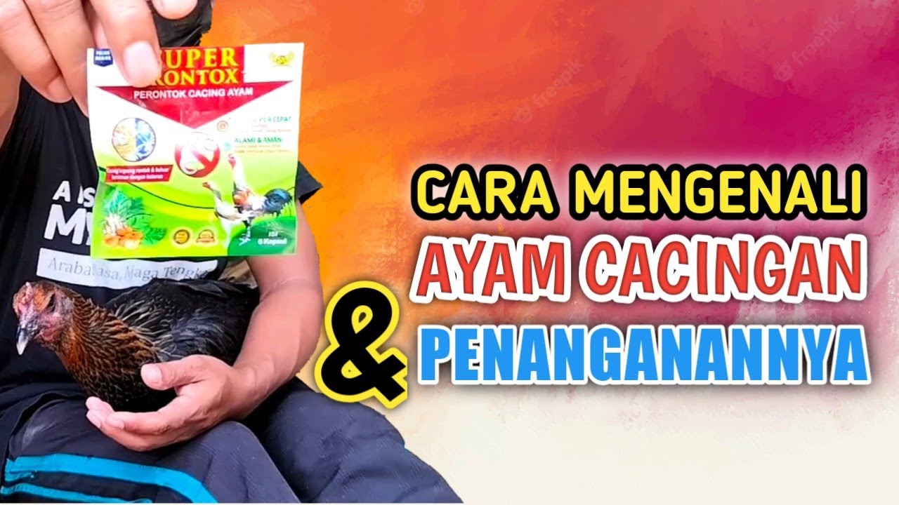 Cara Mengenali Ayam Cacingan dan Penanganannya | Super Rontok | Beringin Farm