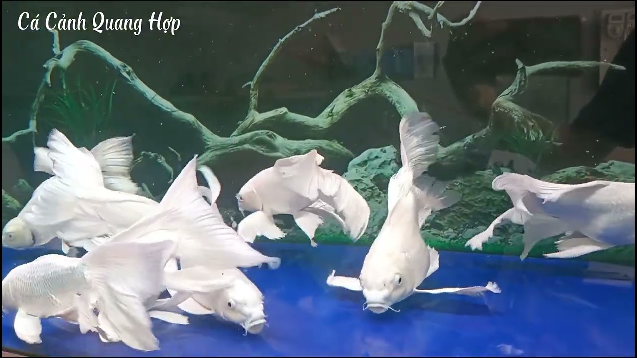 Phi tần - nét đẹp hoàng cung , tại cá cảnh QUANG HỢP 