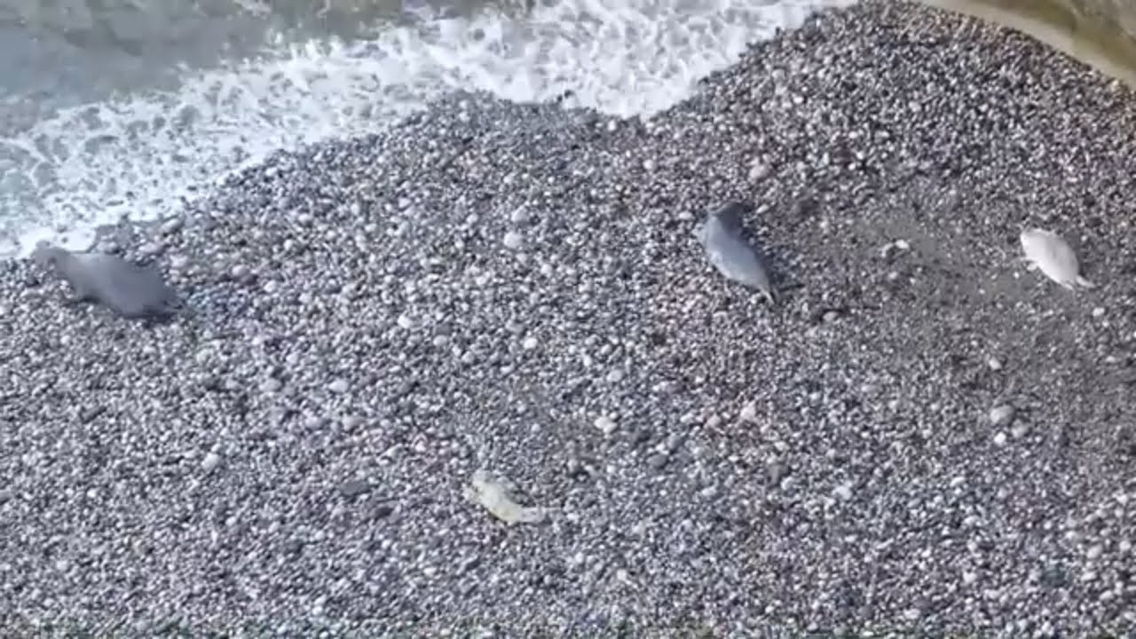 Mother of 10 day old seal pup not happy about sharing the beach with mother of newborn seal pup